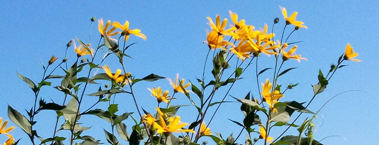 青空に映える黄色の花