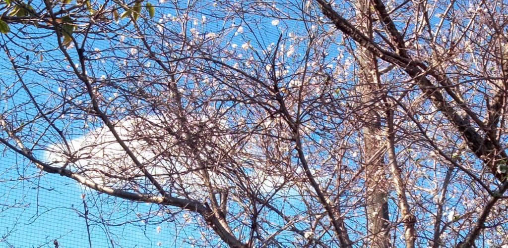 朝の散歩ー桜