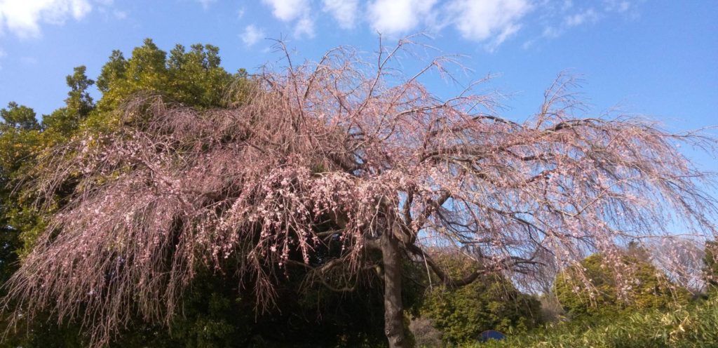 桜の花が、咲き始めました