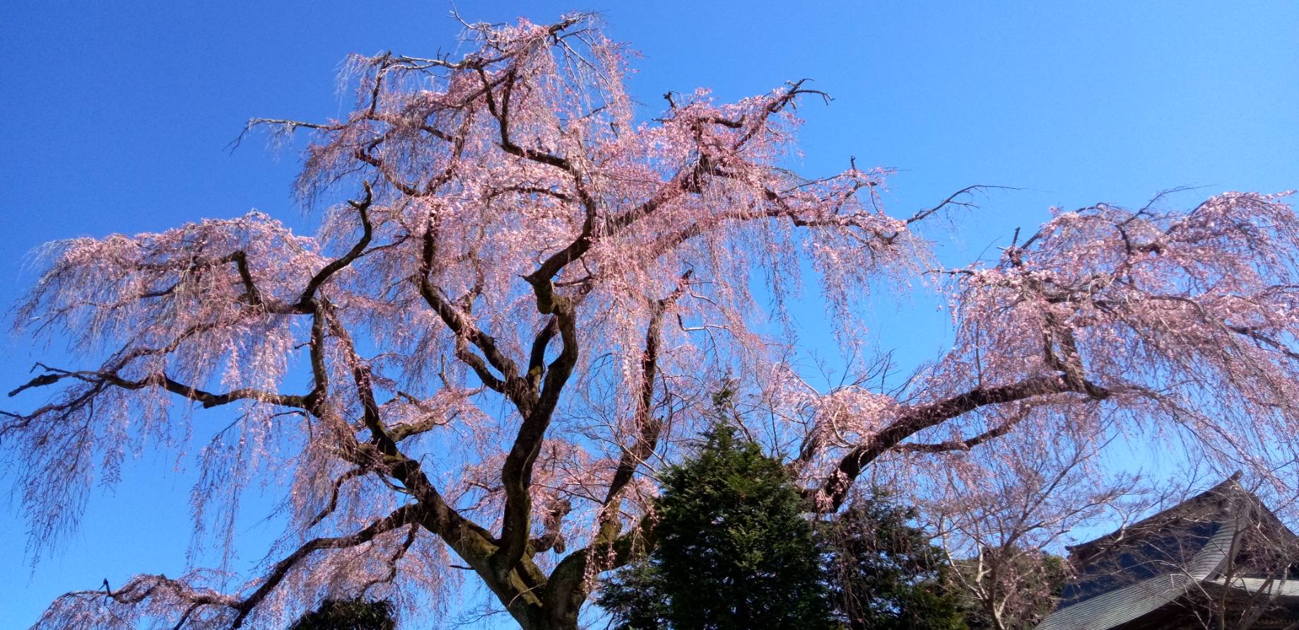 お寺の垂れ桜