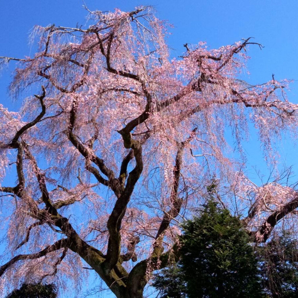 久下田のお寺の垂れ桜