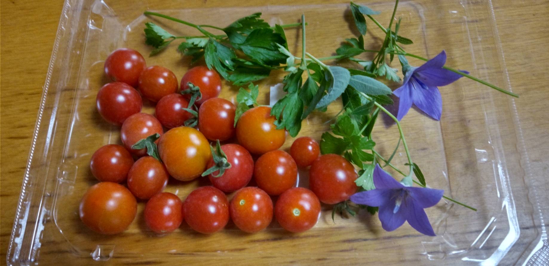 トマト初収穫