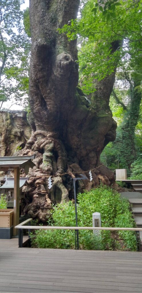來宮神社　大きな御神木～大楠の木