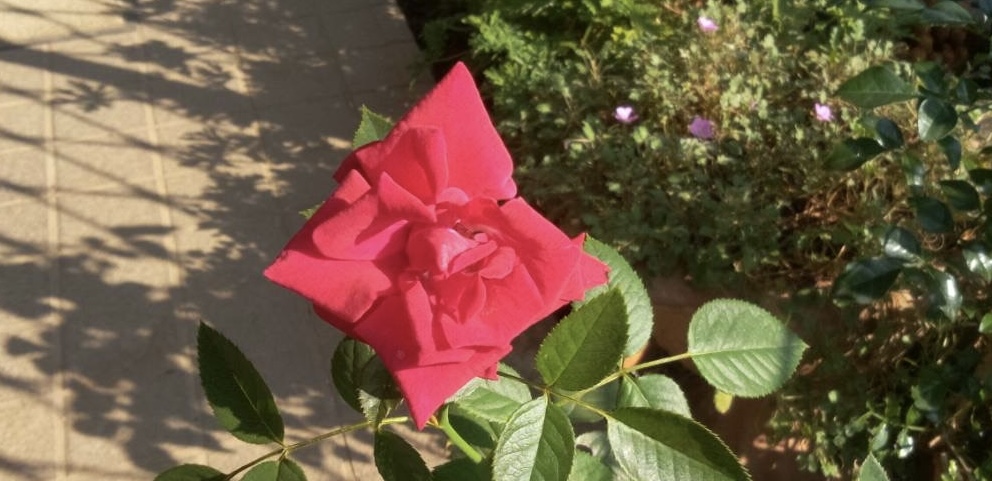 深紅の薔薇が咲きました