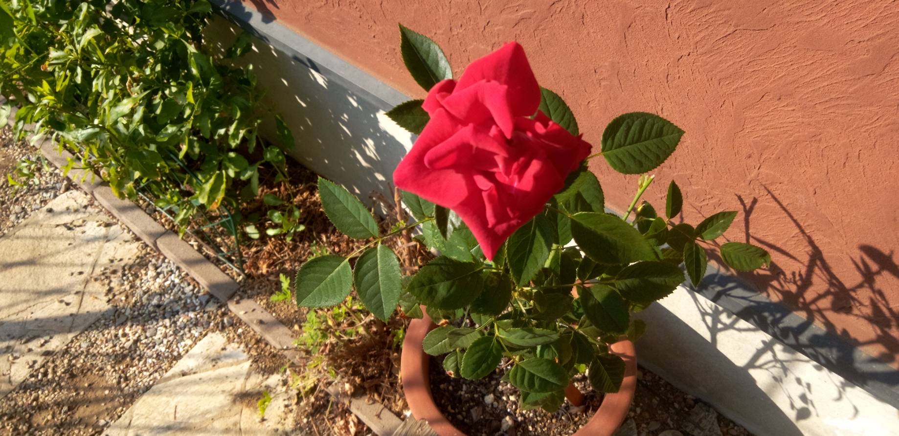 深紅の薔薇が咲きました