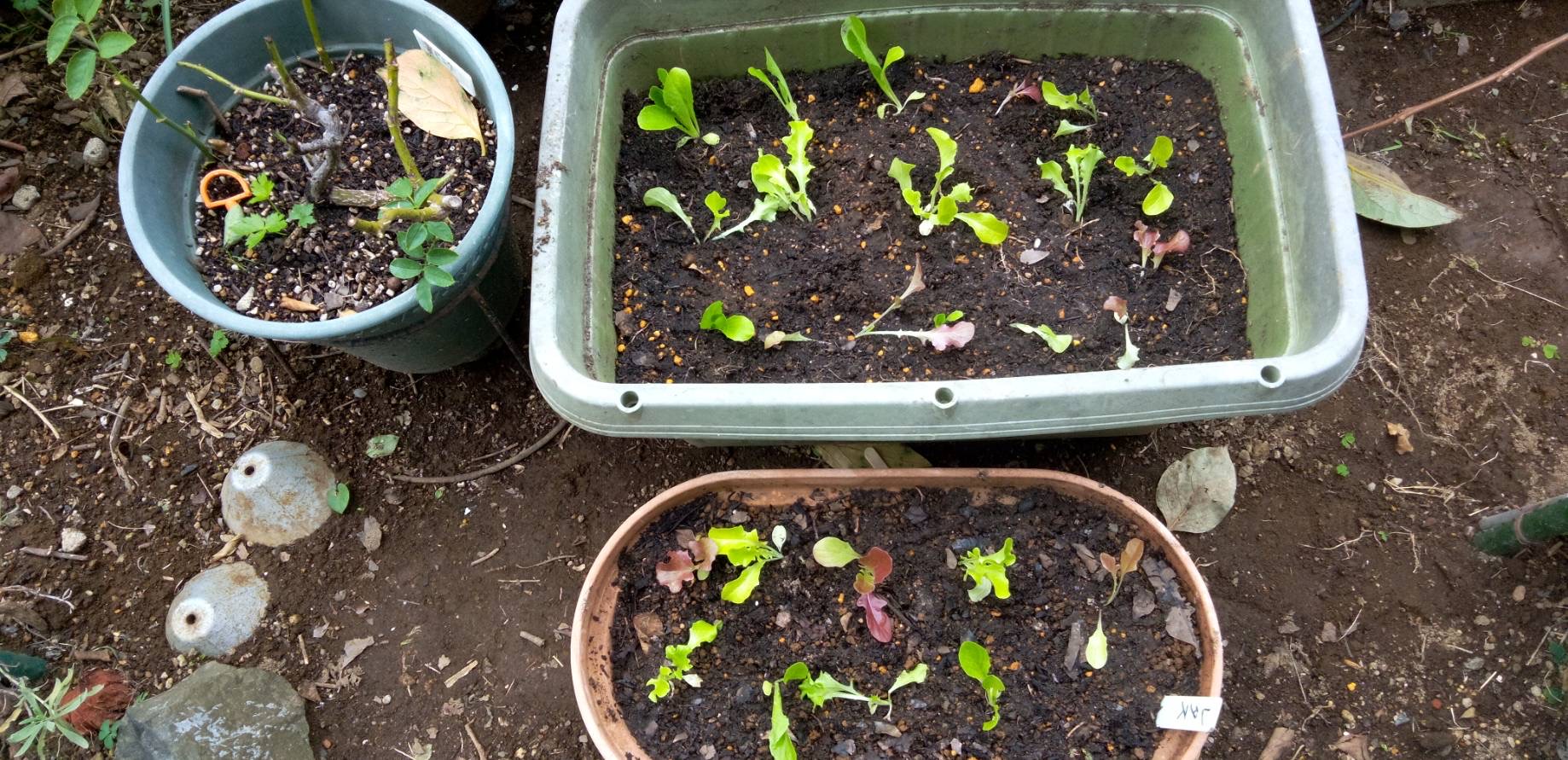 レタスの苗をプランターに植え替え