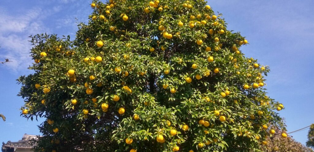 見事な柚の木