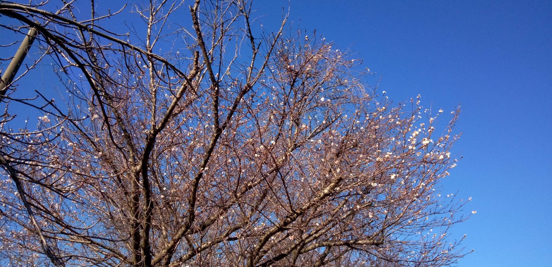 寒桜を見に散歩