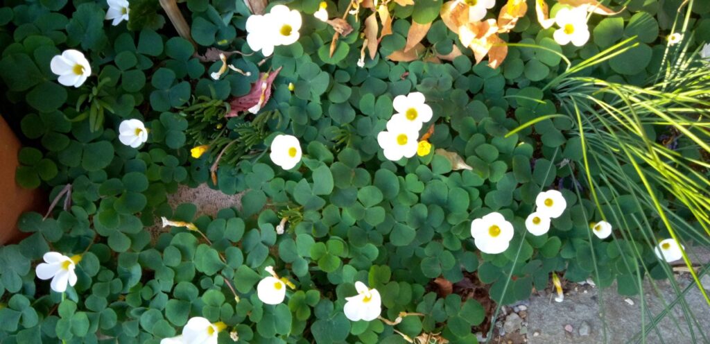 白いカタバミの花