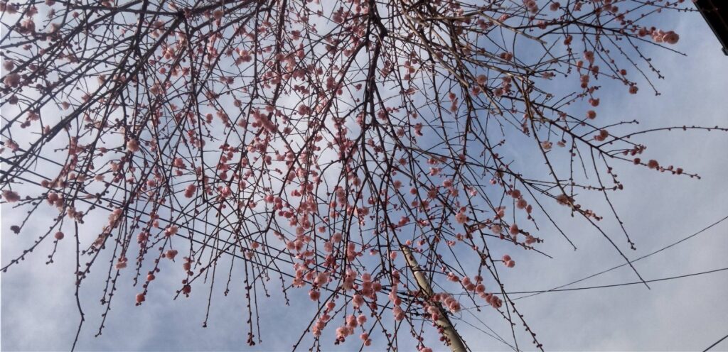 紅垂れ梅の花が見事