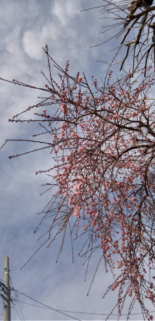 紅垂れ梅の花が見事
