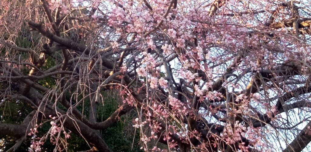 咲きだした垂れ桜
