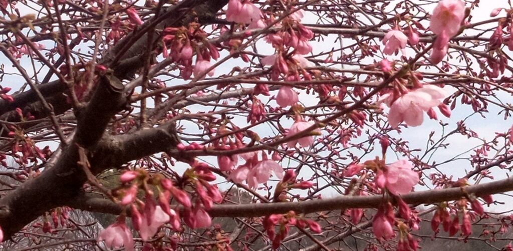 みやび桜