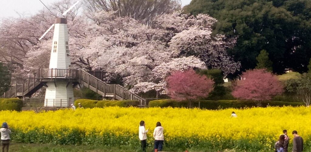 菜の花と吉野桜のコラボ