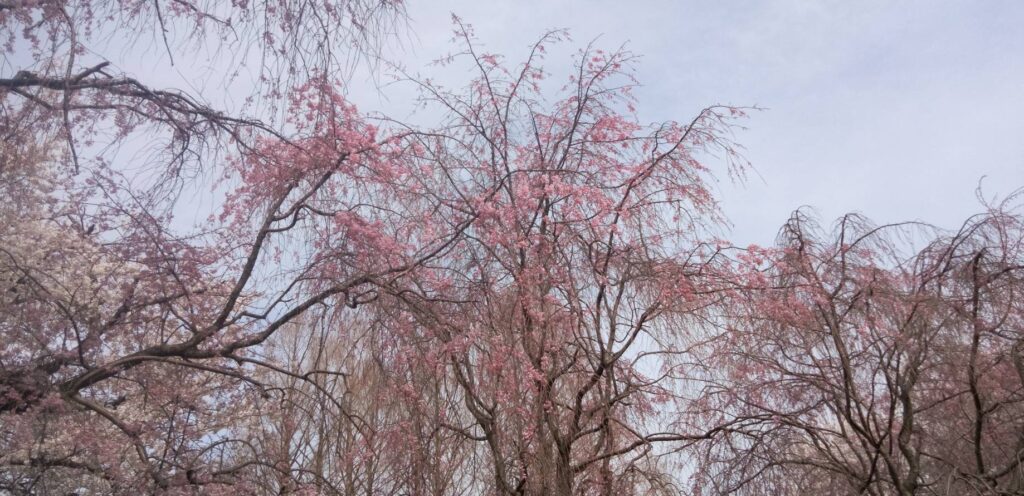 公園の垂れ桜