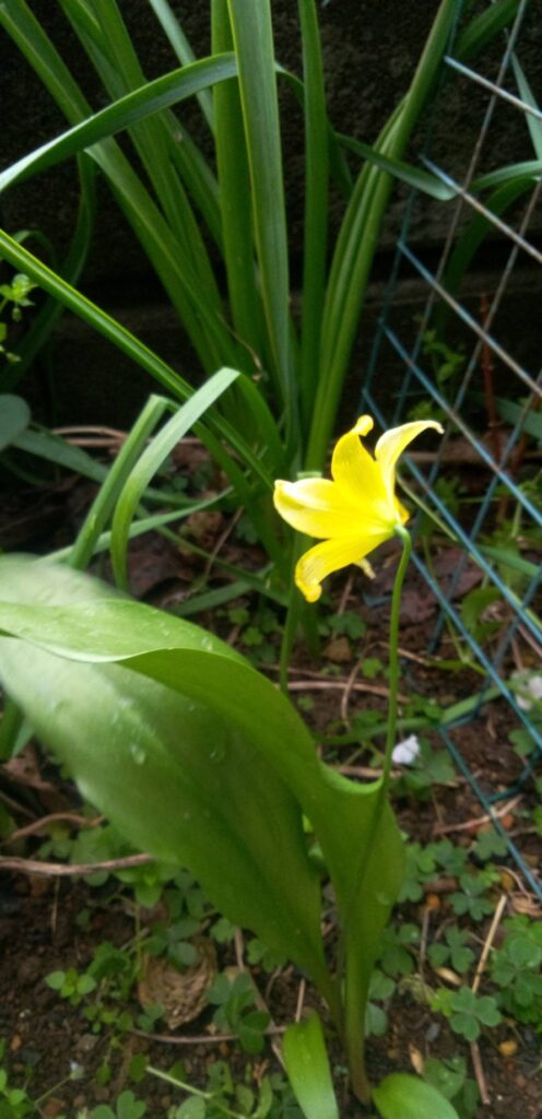 黄花カタクリが咲いてる