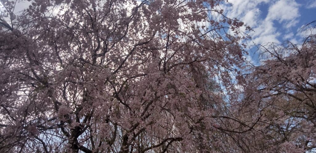 公園の枝垂れ桜