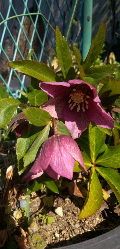 クリスマスローズが咲きだした