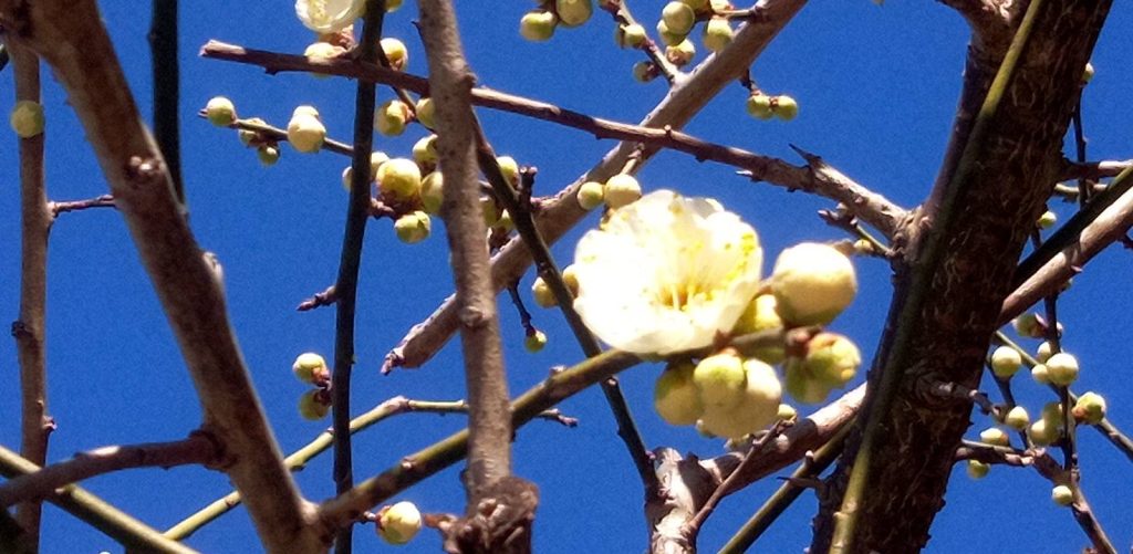 白梅一輪咲いた！