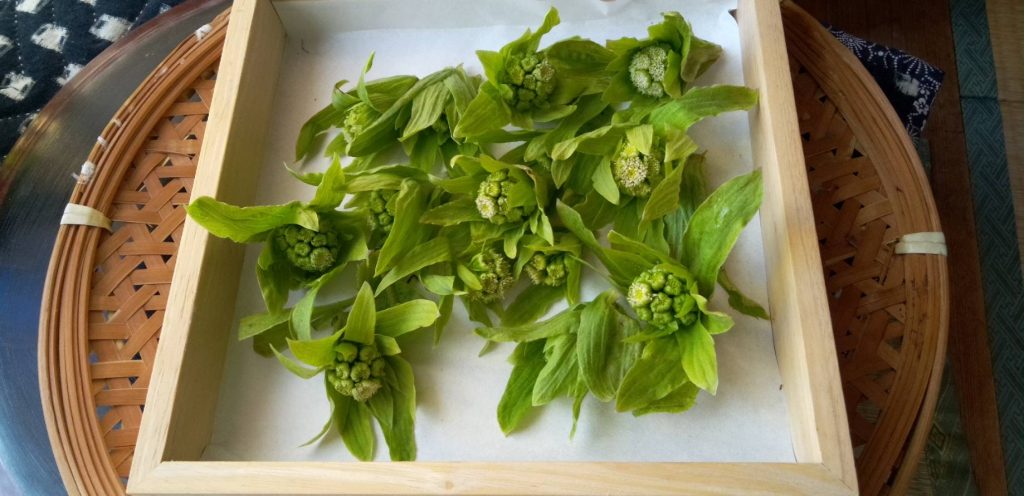 フキノトウは二度目の収穫