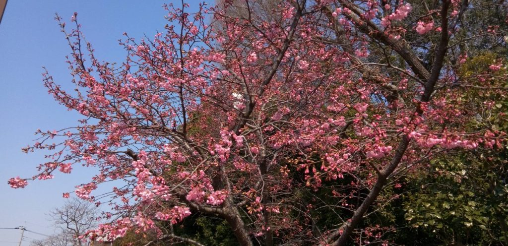 みやび桜が咲きだした
