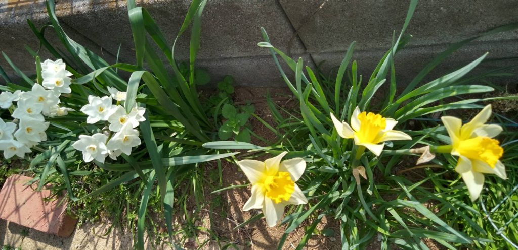 白いペーパーホワイト・黄色のラッパ水仙