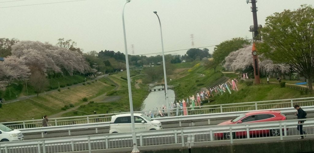 運河のこいのぼり