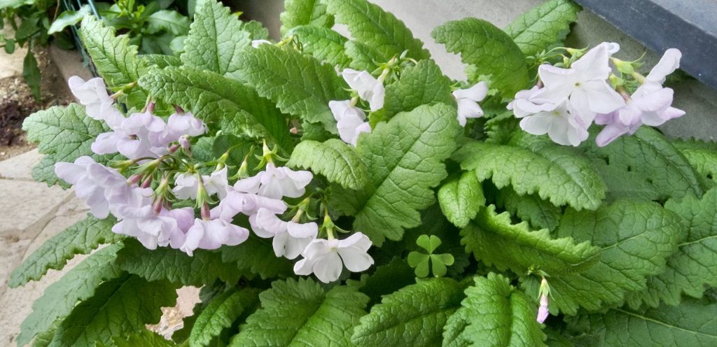 薄紫色のさくら草