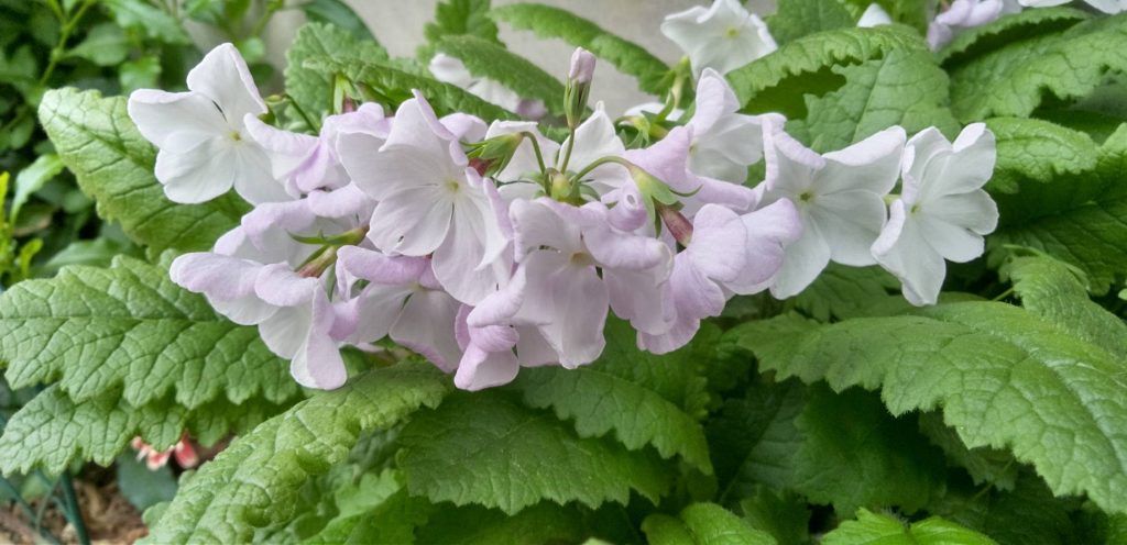 薄紫色のさくら草