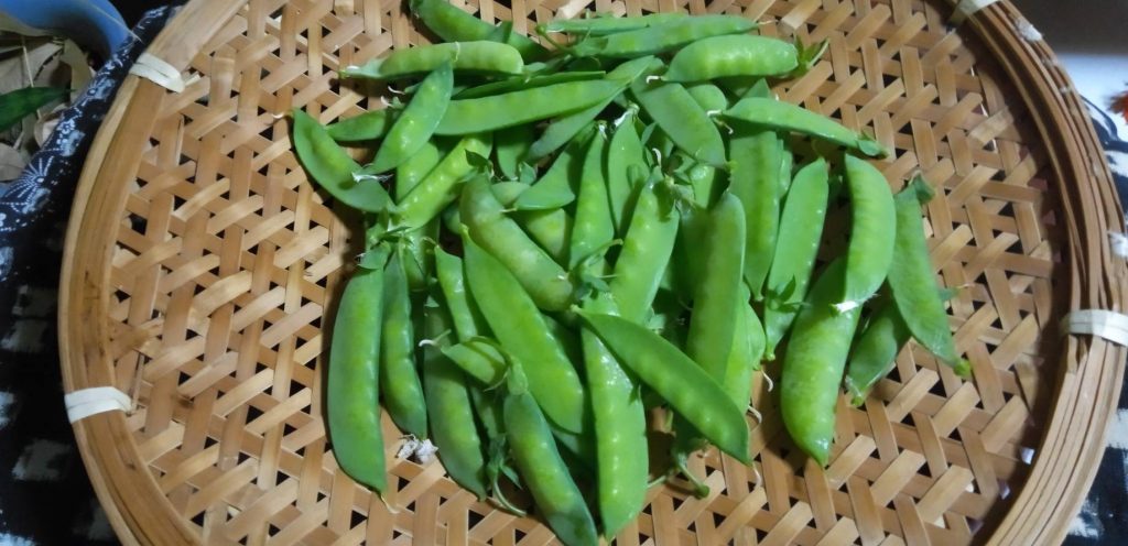 絹サヤがたくさん成っていた