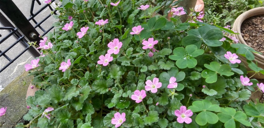 フウロソウ咲く