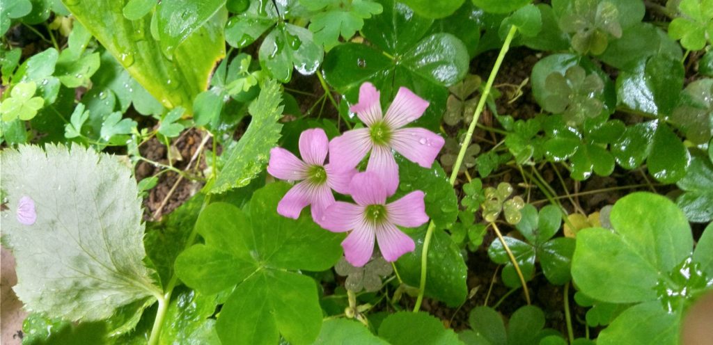 ムラサキカタバミ