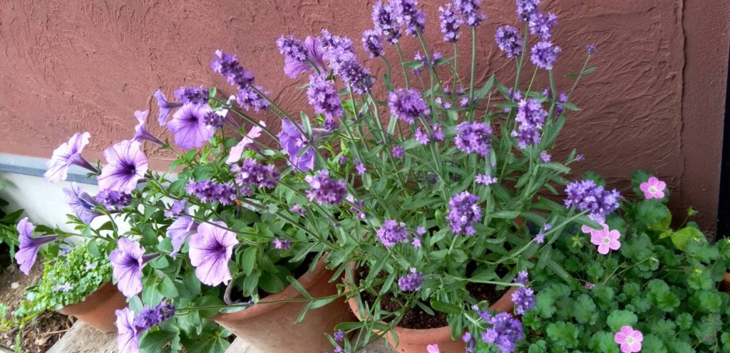 鉢植えの花たちが元気
