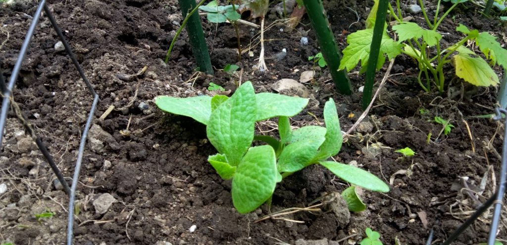 カボチャの種を植えた