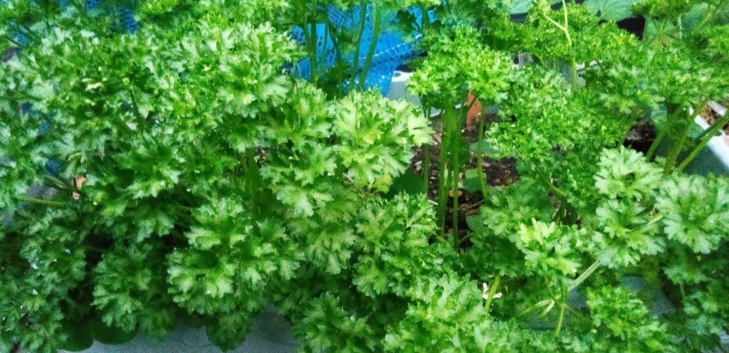 プランターに蒔いたパセリが元気