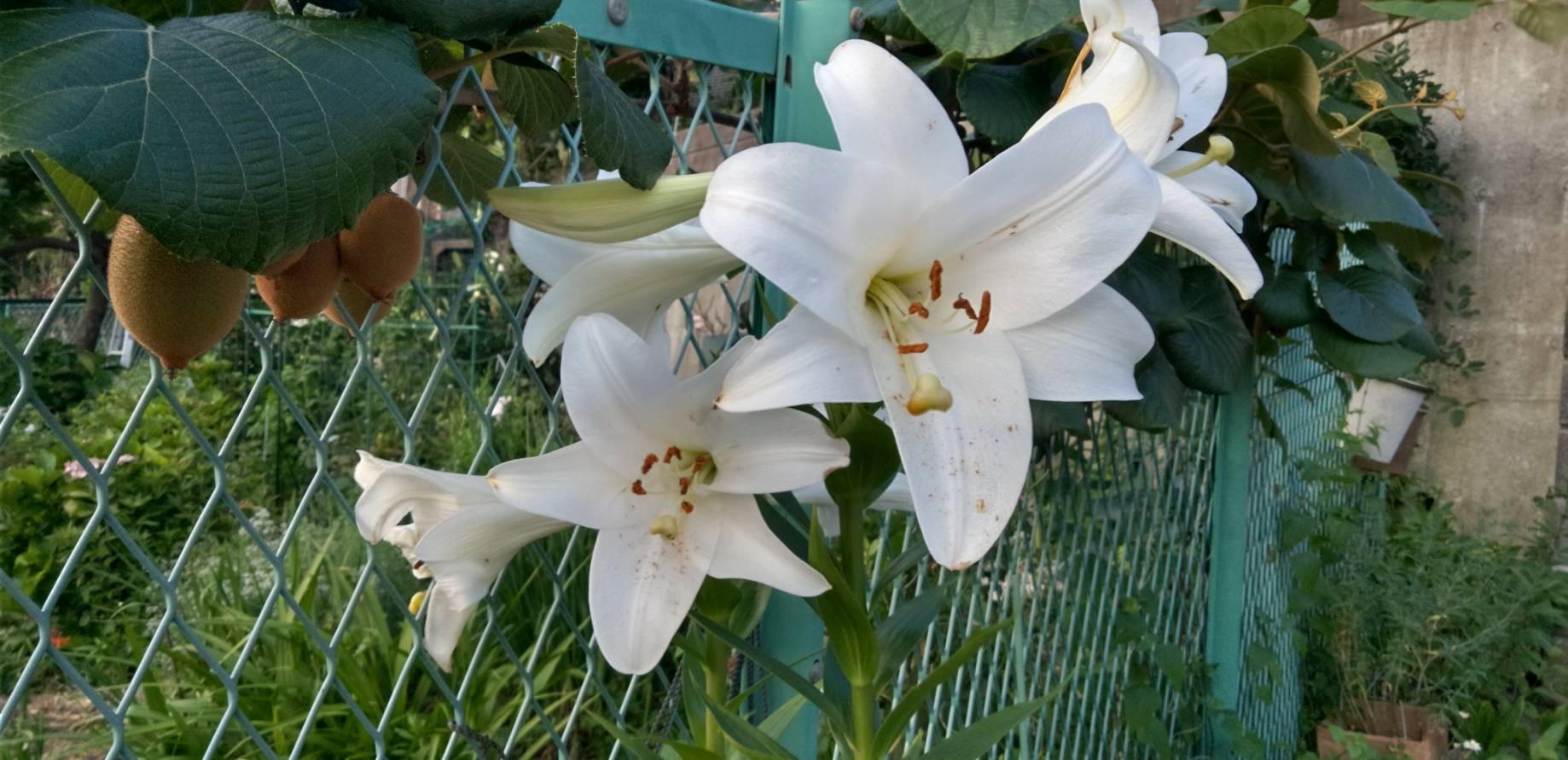 最後のユリです