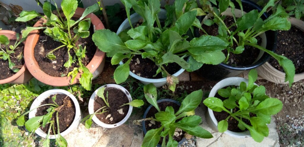 蒔いたつりがね草の苗