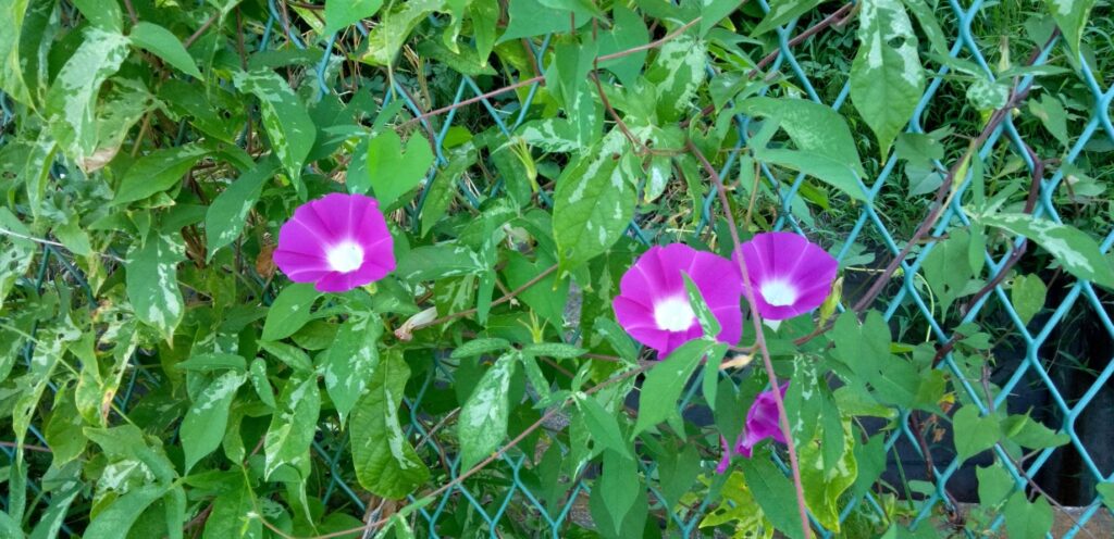 朝顔が咲きだした