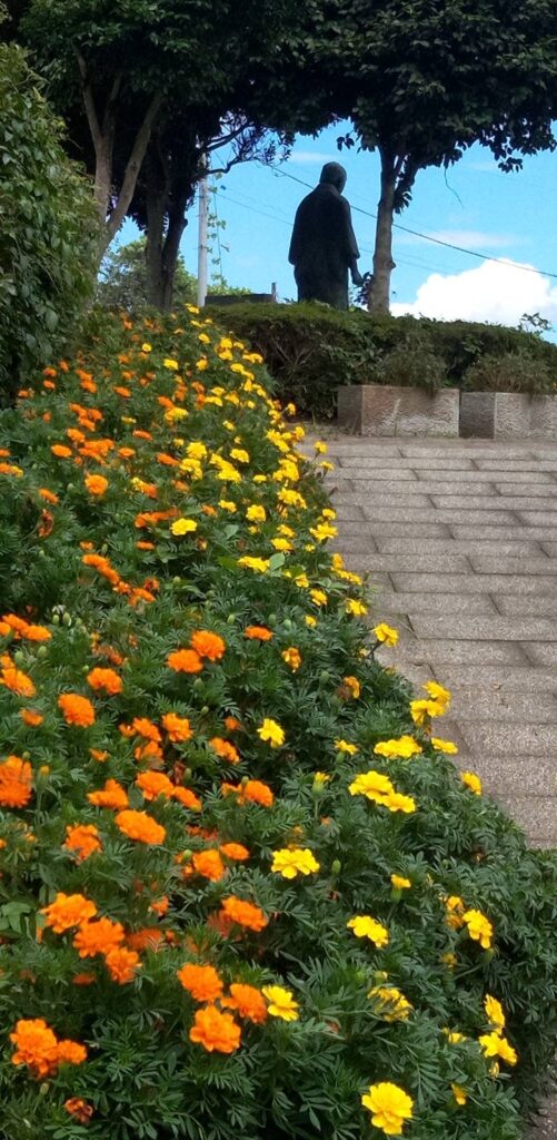 マリーゴールドの花がきれい