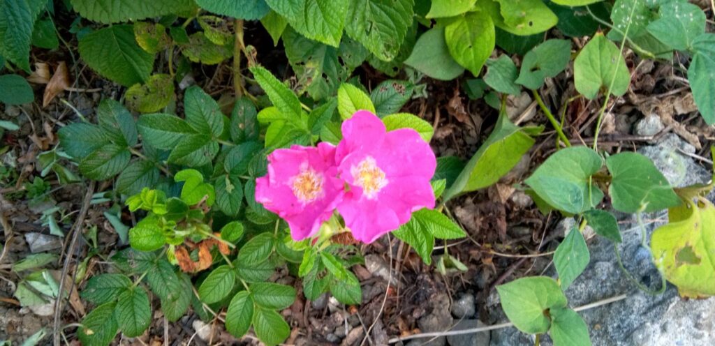 ピンクのハマナス花