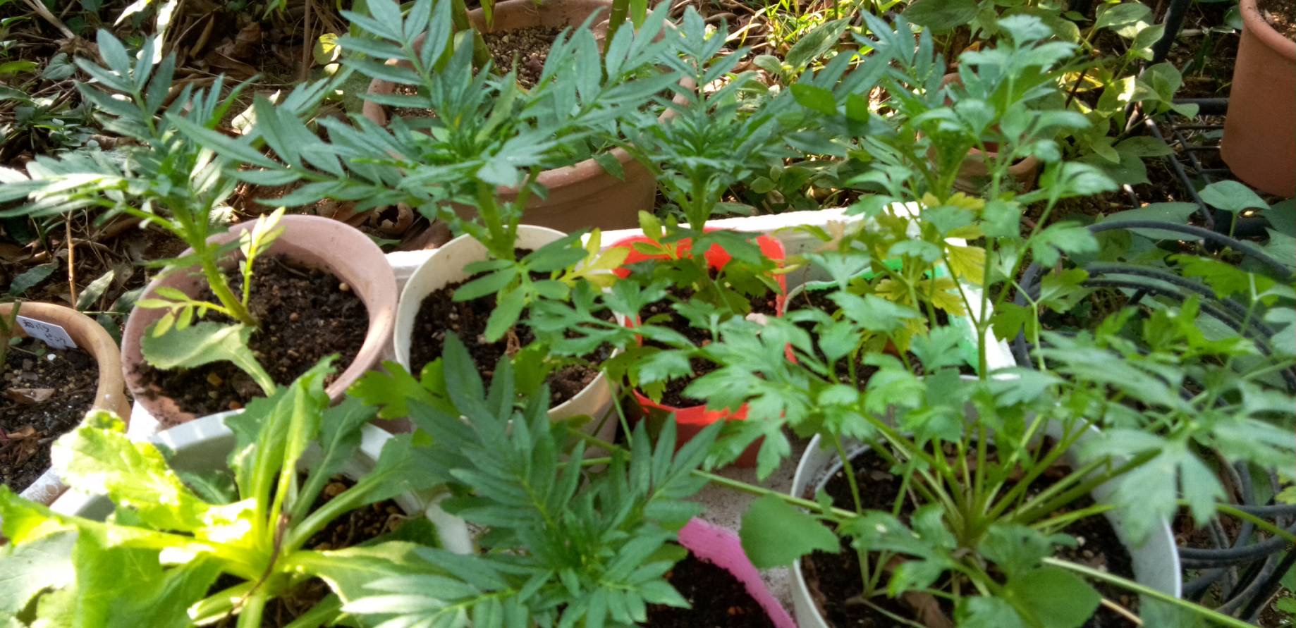 マリーゴールドの苗