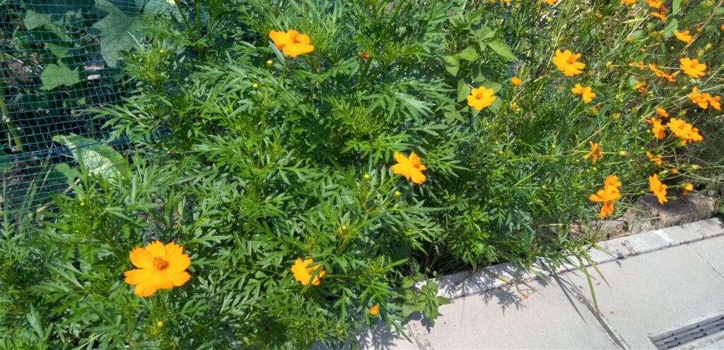 キバナコスモスが咲いてる