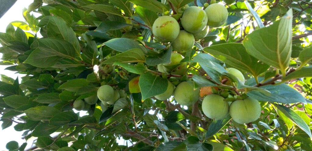 畑の柿の実が大きくなってきた