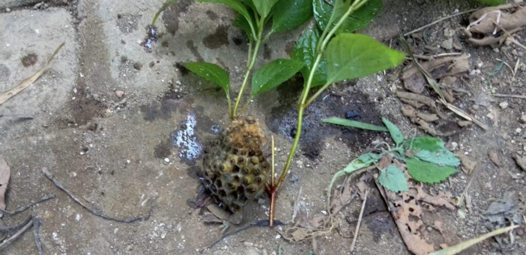 蜂の巣があった