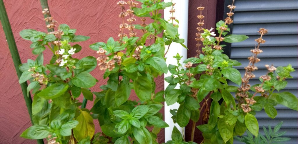 バジルに種が出来てる