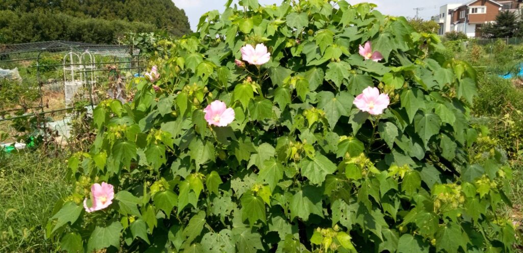 やっと芙蓉の花が咲いた
