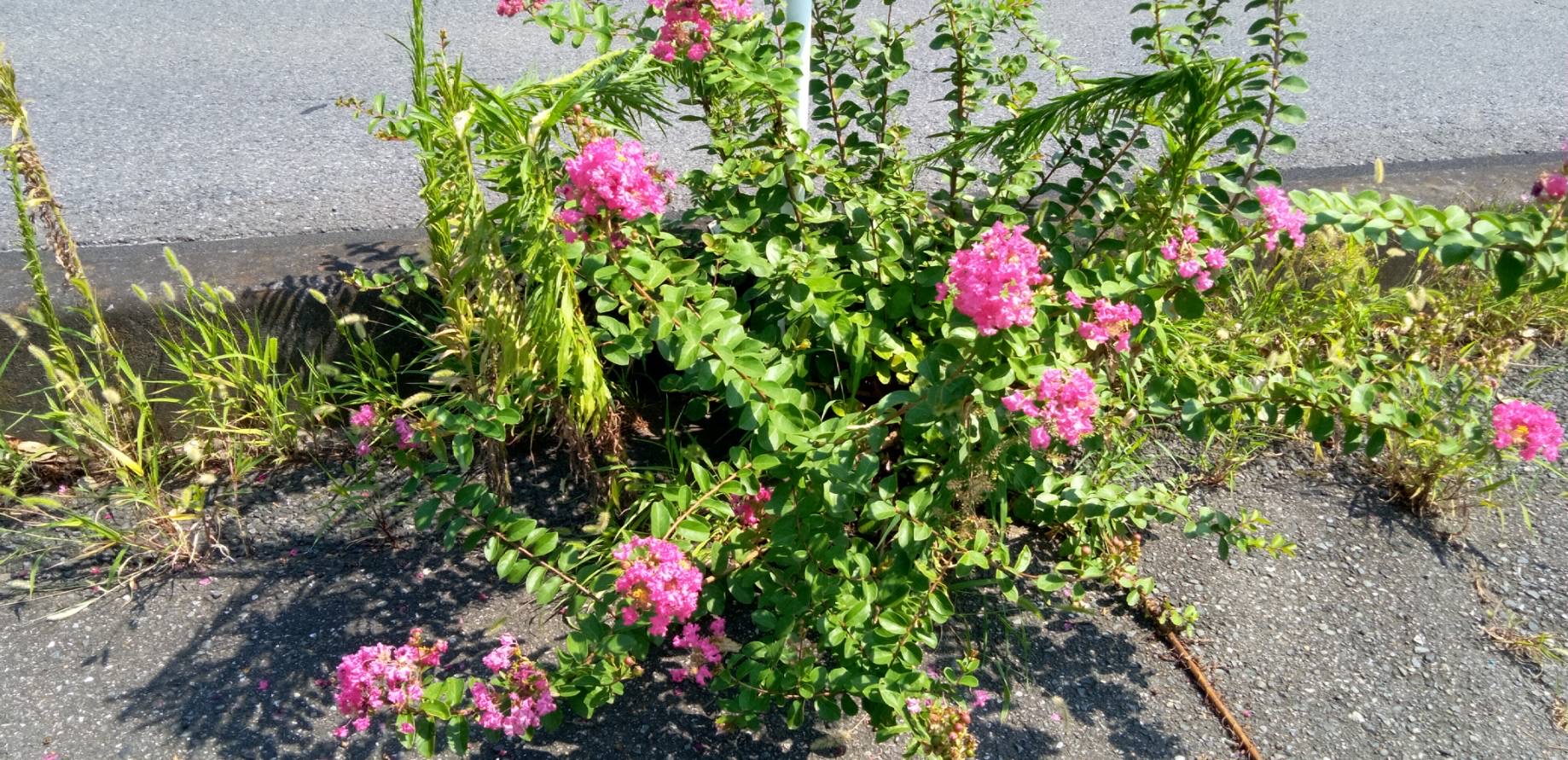 百日紅の花が咲いていた