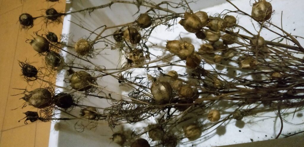 ニゲラに種が出来ていた