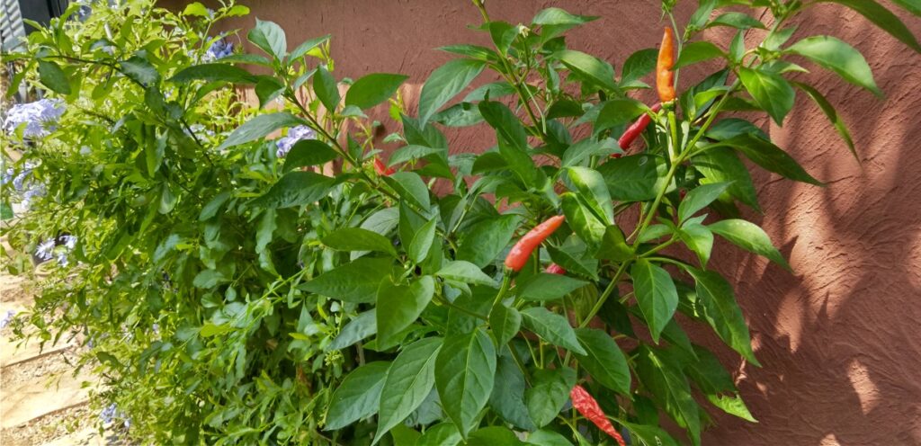 赤く色付いた唐辛子