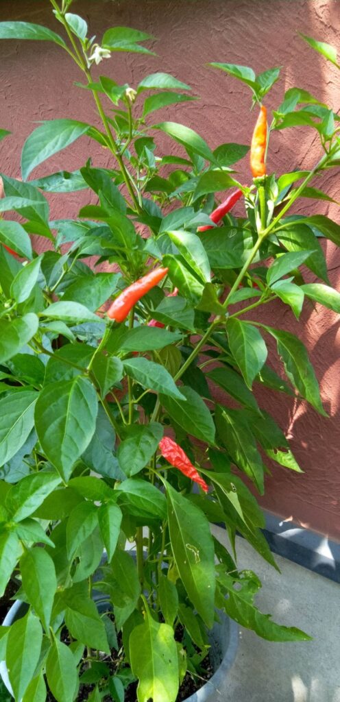 今年は赤くなるのが早いみたい